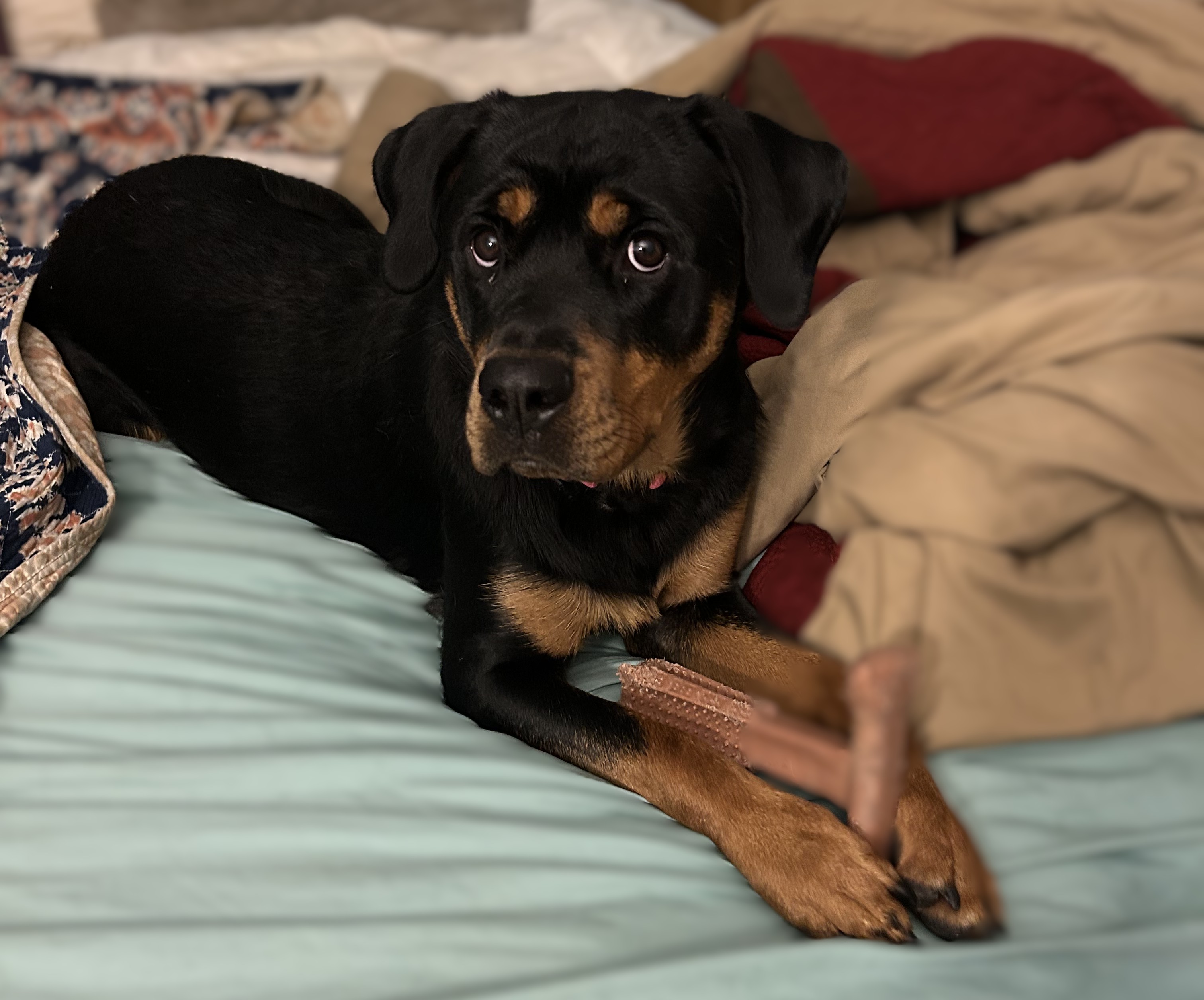 Our Rottweiler